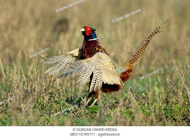 Pheasant - male / cock crowing and flapping wings (Phasianus colchicus)
