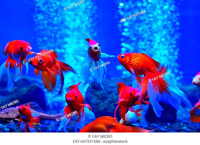 A flock of red fish floats in the aquarium near the bubbles and stones at the bottom