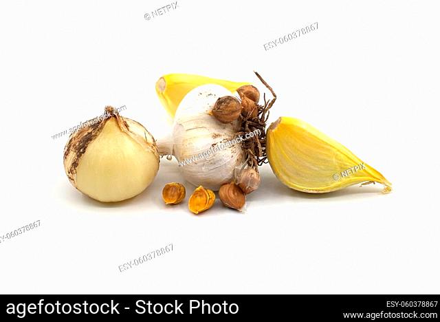 Elephant garlic (Allium ampeloprasum) bulb with corms and separated cloves prepared for planting over a white background