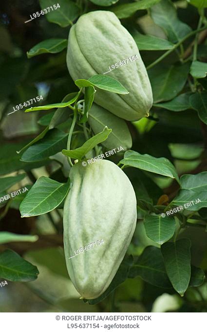 White Bladder fruit (also known as Cruel plant or Miraguano)(araujia sericifera), Spain. Times ago the seeds were used to manufacture pillow replenishment