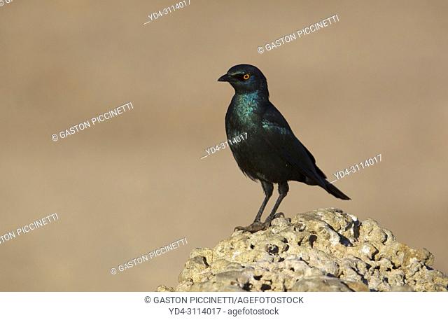 Cape Glossy Starling (Lamprotornis nitens). Kalahari Desert, Kgalagadi Transfrontier Park, South Africa