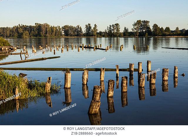 High tide and wooden pilings on the Fraser River near Vancouver, British Columbia, Canada