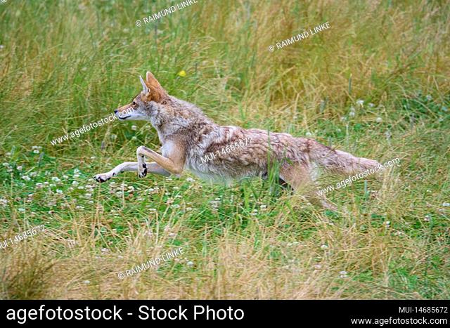 Kojote (Canis latrans), running in meadow