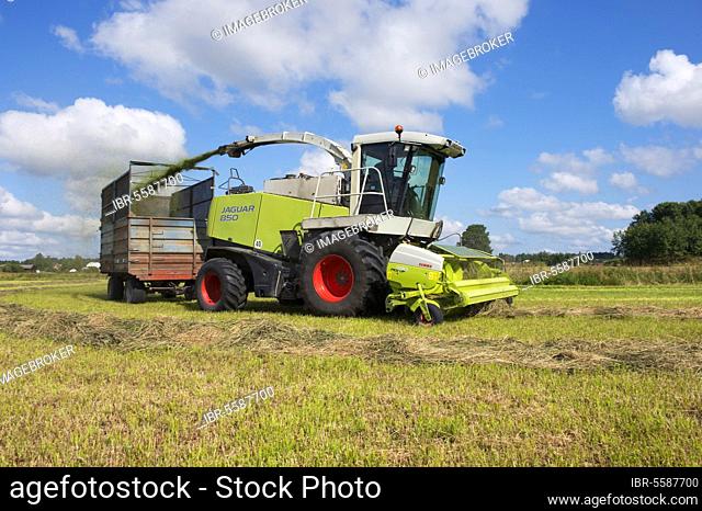 Silage harvesting, Claas Jaguar 850 forage harvester cutting grass and loader wagon, Alunda, Uppsala, Sweden, Europe