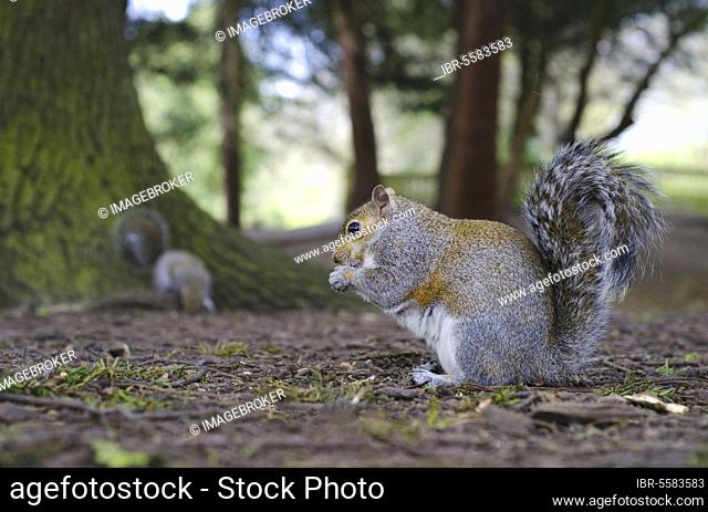 Eastern eastern gray squirrel (Sciurus carolinensis) introduced species, two adults, feeding on the ground in urban park, Highfields Park, Nottingham