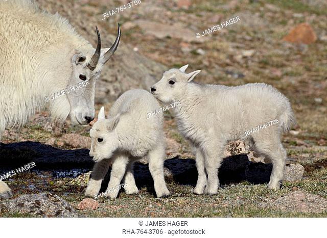 Mountain goat Oreamnos americanus nanny and kids, Mount Evans, Arapaho-Roosevelt National Forest, Colorado, United States of America, North America