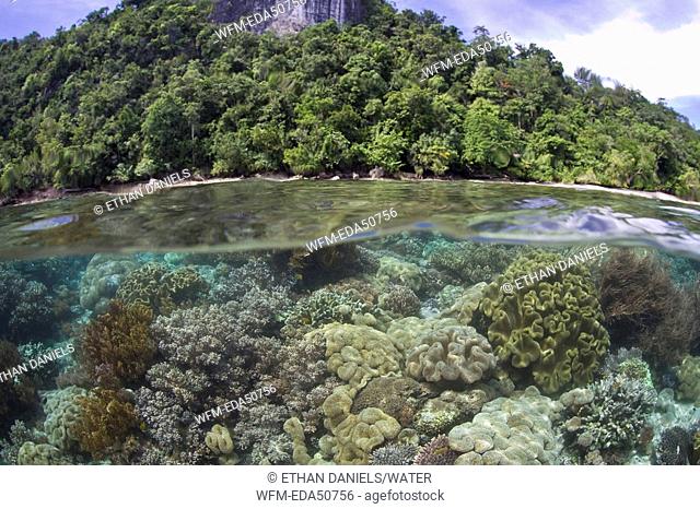 Biodiversity in shallow Coral Reef, Raja Ampat, West Papua, Indonesia