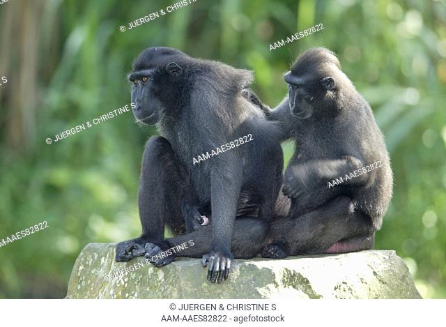 Celebes Crested Macaque (Macaca nigra), adults, social grooming, , native to Borneo