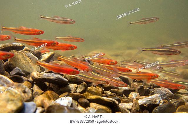 Tennessee Shiner and Warpaint shiner (Notropis leuciodus und Luxilus coccogenis ), spawning together in a school, USA, Tennessee, Little river