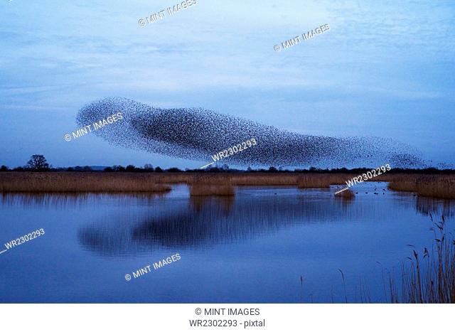 A murmuration of starlings, a spectacular aerobatic display of a large number of birds in flight at dusk over the countryside