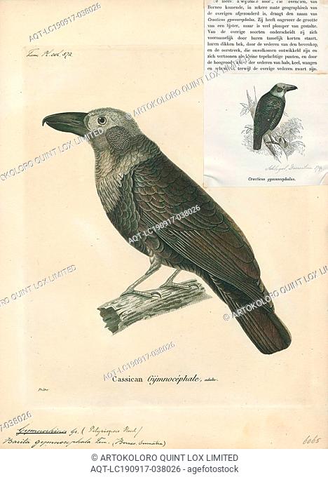Gymnorhina gymnocephala, Print, Australian magpie, The Australian magpie (Gymnorhina tibicen) is a medium-sized black and white passerine bird native to...
