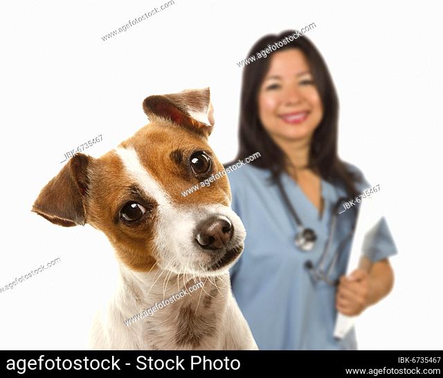 Adorable jack russell terrier and female veterinarian behind isolated on a white background