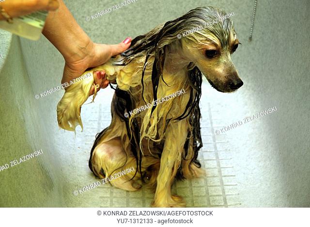 Chinese crested dog Powder Puff being washed before hair trimming during visit in a dog beauty parlour