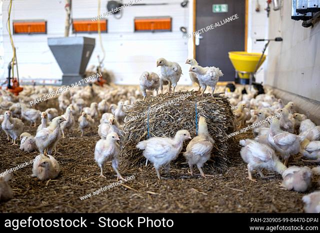 05 September 2023, Lower Saxony, Dötlingen: Broilers of the breed Hubbard 757 are kept in a house with the specifications of the Dutch system ""Beter Leven 1...