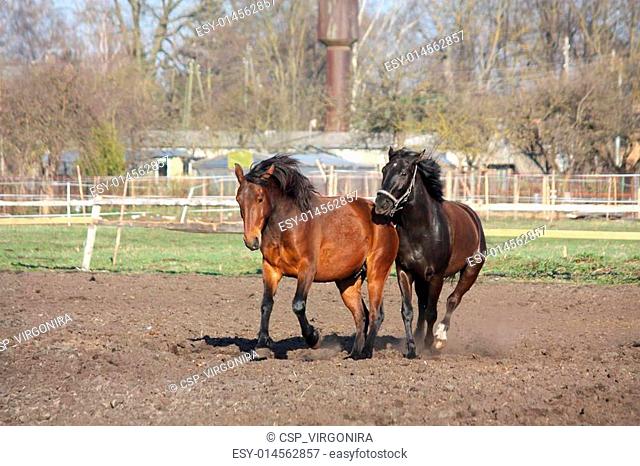 Two horses playing tag