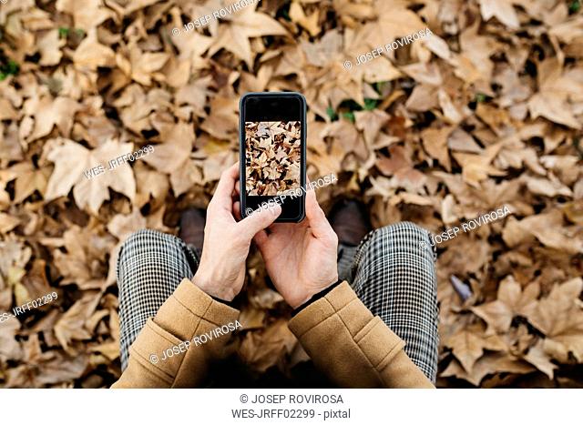 Close-up of man taking cell phone picture of autumn leaves