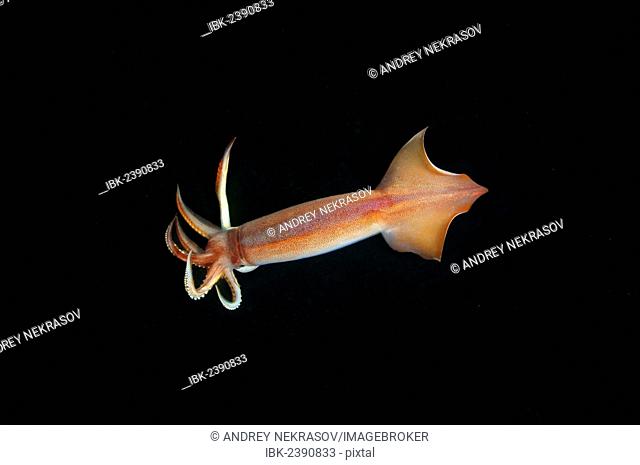 Japanese common squid or Japanese flying squid (Todarodes pacificus), Japan Sea, Primorsky Krai, Russian Federation