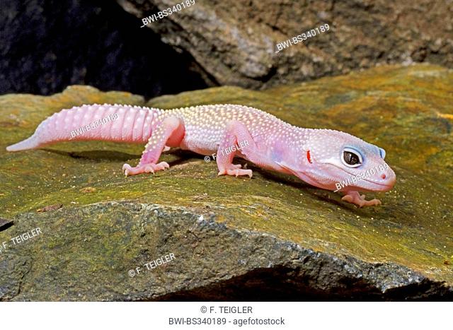 Leopard gecko (Eublepharis macularius), breed Blizzard on a stone