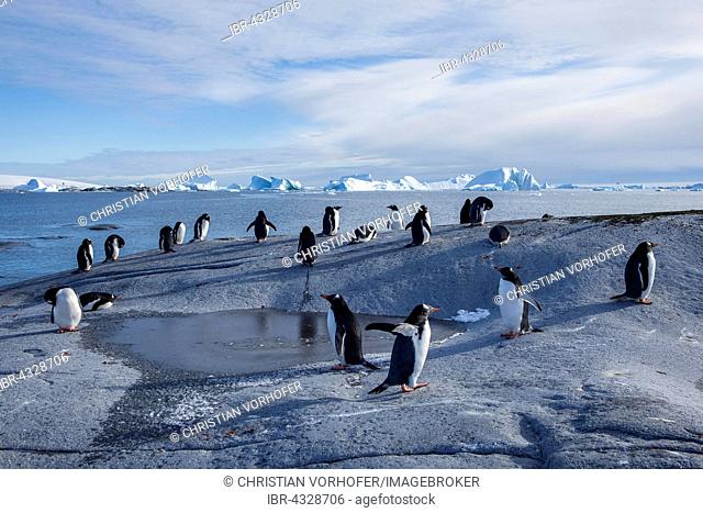 Gentoo penguins (Pygoscelis papua) on rock, Antarctic Peninsula, Antarctica