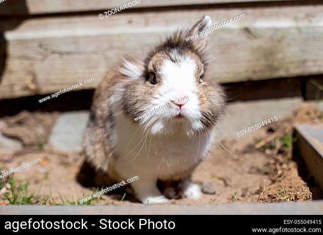 New born rabbit or cute bunny on sand in a garden, cute pet fluffy