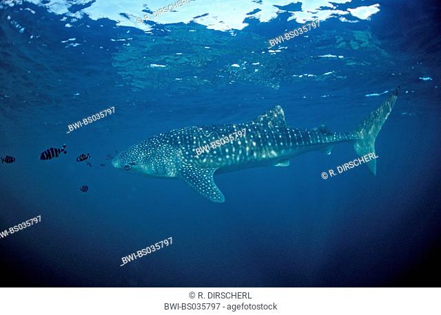 whale shark (Rhincodon typus), side view, largest fish, Palau