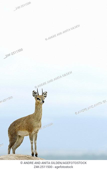 Klipspringer (Oreotragus oreotragus) standing on a rock wtih the Masai Mara in the background at dusk