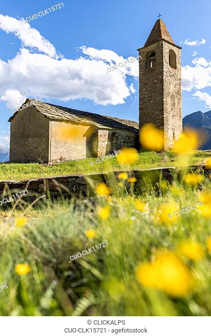 Wild yellow flowers and old church on background, San Romerio Alp, Brusio, Canton of Graubünden, Poschiavo valley, Switzerland, Europe