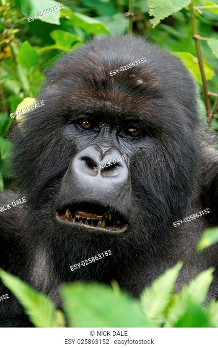 A male silverback gorilla looks straight at the camera with his mouth open, showing his blackened teeth. His head is surrounded by leaves and branches in the...