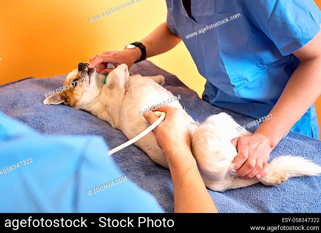 Veterinary teamwork makes an ultrasound examination of a dog. Dog on ultrasound diagnosis in a veterinary clinic. Medical ultrasound
