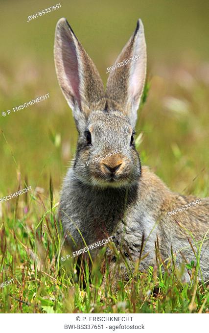 European rabbit (Oryctolagus cuniculus), on a meadow, Spain, Jaen, Sierra Morena