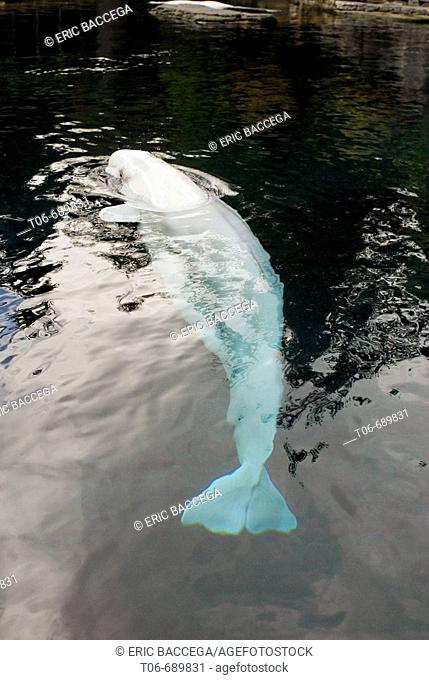Beluga whale (Delphinapterus leucas) surfacing, captive, Vancouver aquarium, Canada. Red list of edangered species