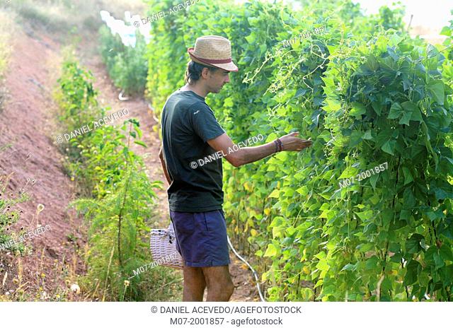 Organic mediterranean farming, vegetable garden, Riojan red beens from Anguiano. La Rioja, Rioja wine región, Spain. Europe