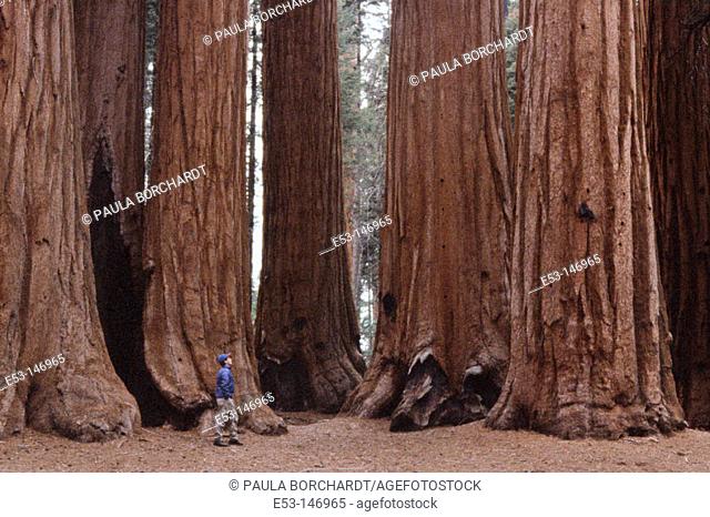Hiker looking at Big Trees (Sequoiadendron giganteum). Parker Grove. Sequoia National Park. California. USA