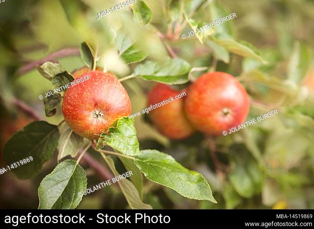 A branch with three red apples