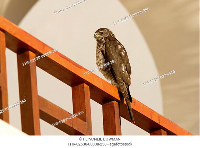 Levant Sparrowhawk Accipiter brevipes immature, perched on balcony, Sharm-El-Sheikh, Sinai Peninsula, Egypt, february