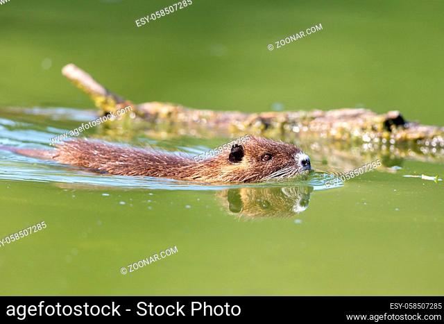 Nutria (Myocastor coypus) schwimmt in einem See im Naturschutzgebiet Mönchbruch bei Frankfurt, Hessen, Deutschland. Coypu (Myocastor coypus) swimming in a lake...