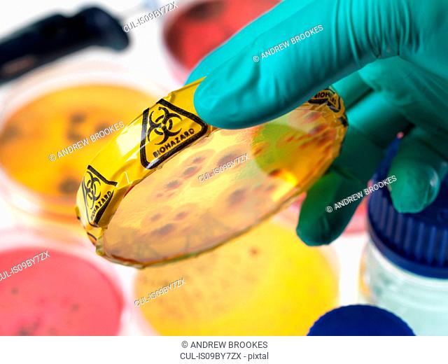 Microbiology Experiment, Scientist viewing microorganisms in bacterial cultures growing in petri dishes in the laboratory, close up of hand