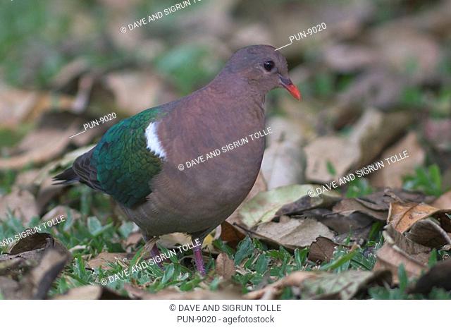 Emerald dove Chalcophaps indica searching for food among leaves