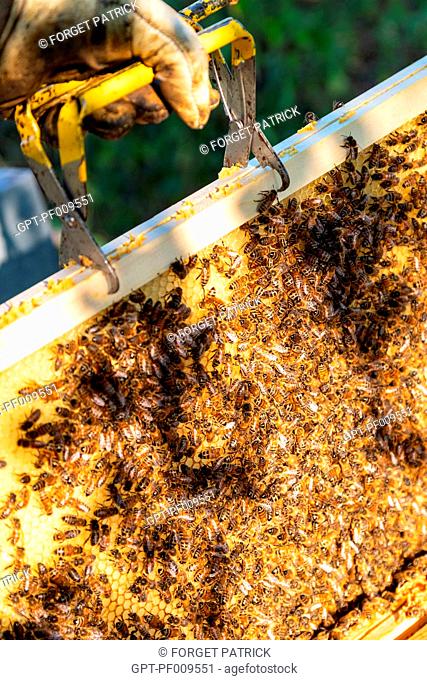 HONEY FRAME COVERED IN BEES, WORKING WITH BEEHIVES, BURGUNDY, FRANCE