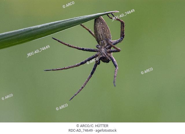 Fantastic Fishing Spider North Rhine-Westphalia Germany Pisaura mirabilis