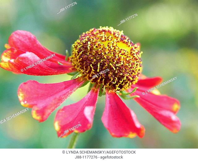 Helenium autumnale flower