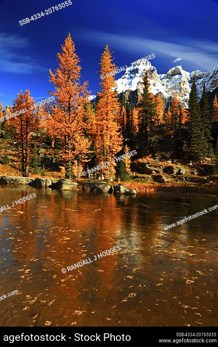 Mt Huber and Frozen Cascade Lake With Golden Larch in Opabin Plateau in the Lake O'Hara Region of Yoho National Park in British Columbia Canada
