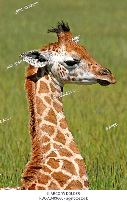 Young Rothschild's Giraffe Lake Nakuru national park Kenya Giraffa camelopardalis rothschildi