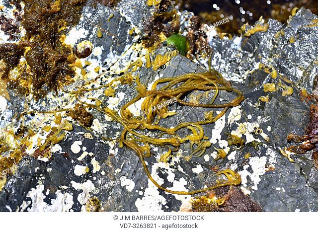 Nemalion helminthoides is a tubular red alga. This photo was taken in Cap Ras, Girona province, Catalonia, Spain