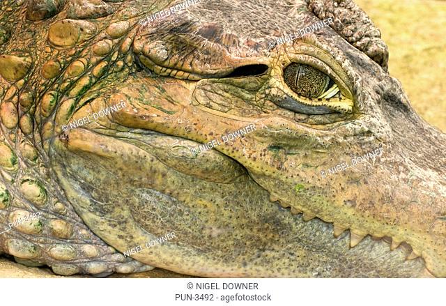 Close up of caiman's face and eye Caiman crocodilus