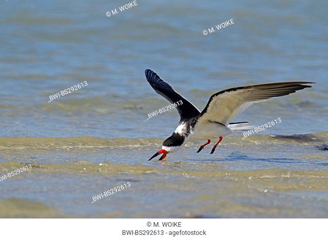 black skimmer (Rynchops niger), fishing in the surf while flying over the sand beach, USA, Florida
