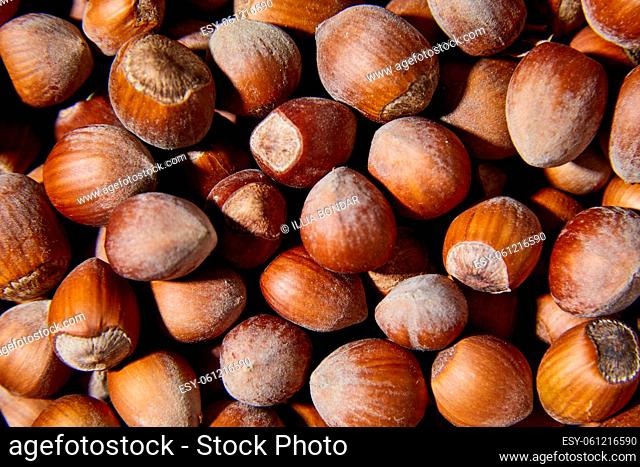 Flat lay macro Fresh hazelnut harvest, top view, close up texture background, Organic nuts, rich in nutrients, healthy food diet