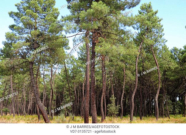 Maritime pine or cluster pine (Pinus pinaster) is a coniferous tree native to Mediterranean Basin, specially to Iberian Peninsula
