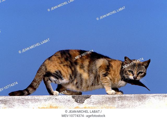 Cat - on the Island of Lamu