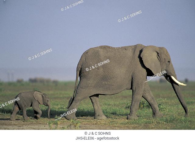 African Elephant , Loxodonta africana,  Amboseli National Park, Kenya , Africa , Adult female with young